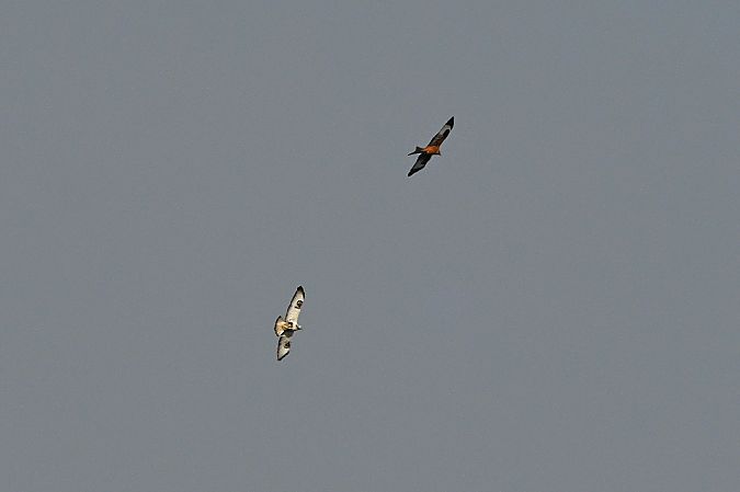 Buse pattue  - Margarita Grohmann