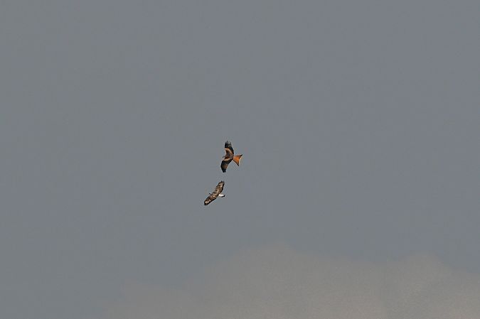 Buse pattue  - Margarita Grohmann