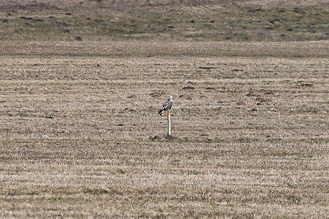 Buse pattue  - Margarita Grohmann