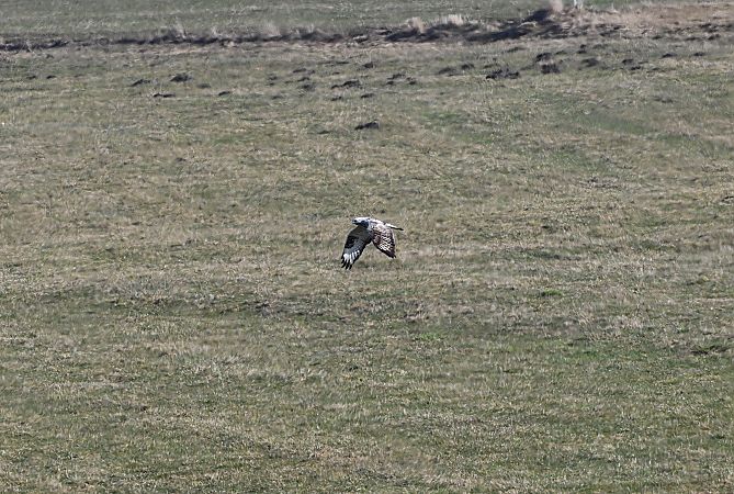 Buse pattue  - Margarita Grohmann