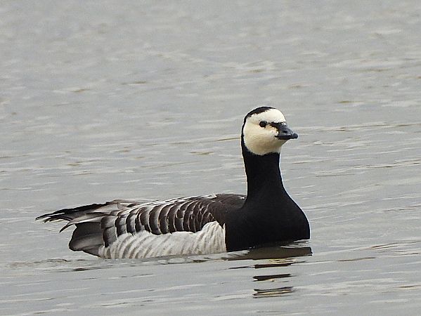 Bernache nonnette  - Margarita Grohmann