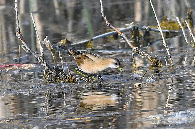 Marouette poussin  - Margarita Grohmann