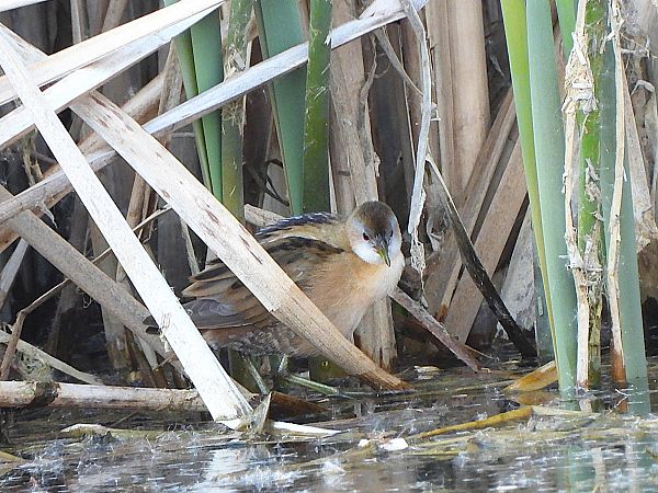 Marouette poussin  - Margarita Grohmann