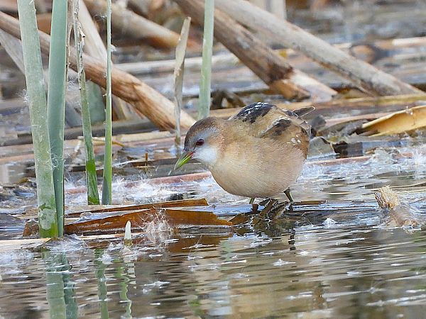 Marouette poussin  - Margarita Grohmann
