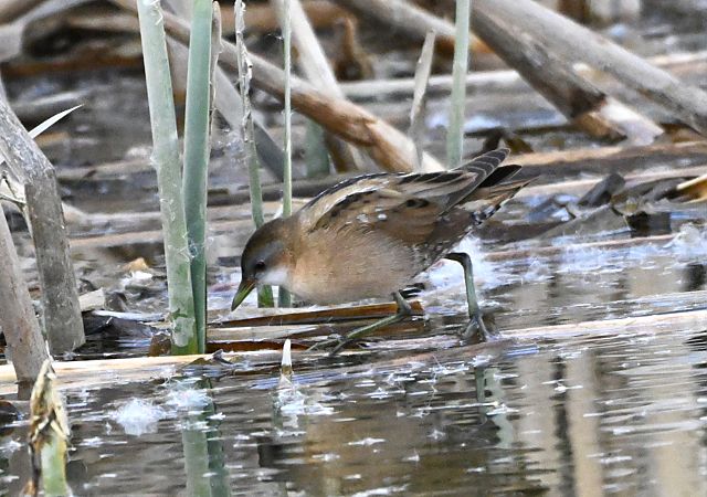 Marouette poussin  - Gerwin Grohmann