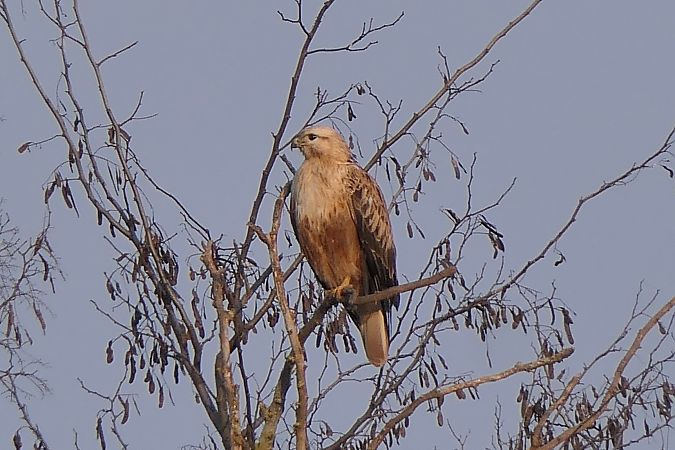 Long-legged Buzzard  - Werner Zimmermann