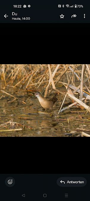 Marouette poussin  - Helene Hanl