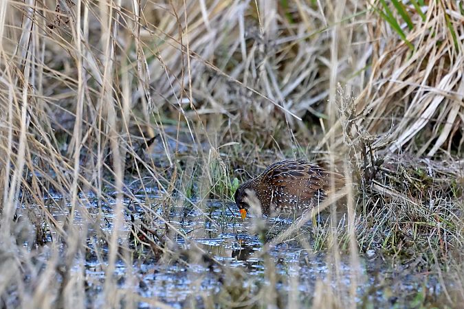 Marouette ponctuée  - Franz Haunschmied