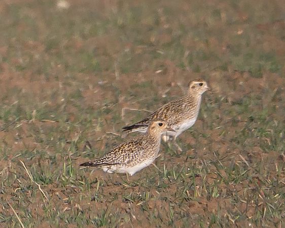 Pluvier doré  - Philipp Schubert