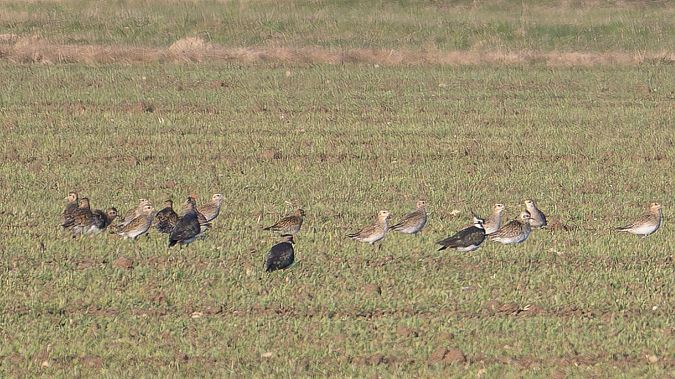 Pluvier doré  - Philipp Schubert