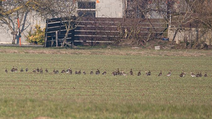 Pluvier doré  - Philipp Schubert