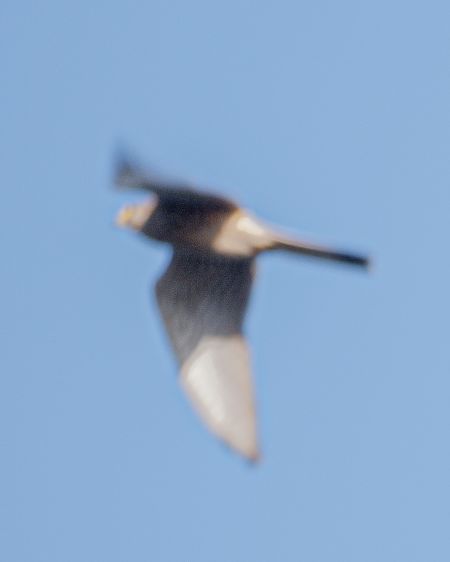 Oiseau indéterminé  - Philipp Schubert