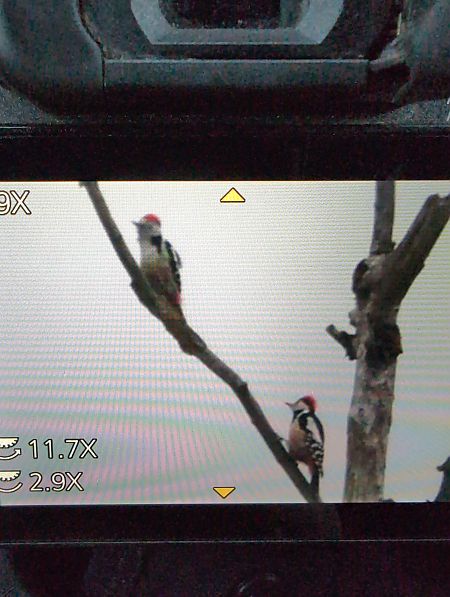 Pic mar  - Philipp Schubert