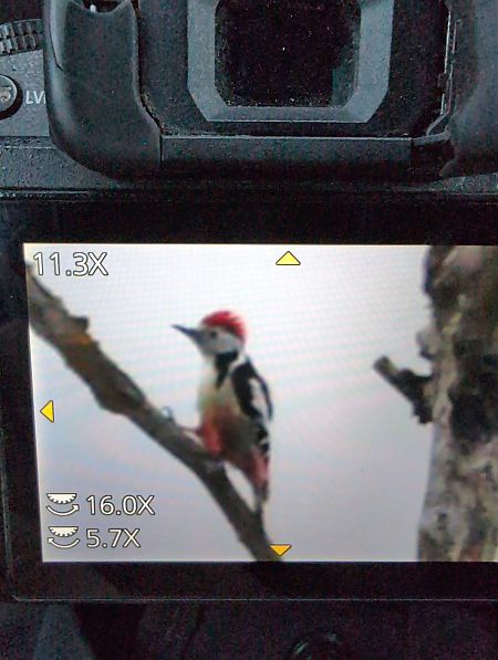 Pic mar  - Philipp Schubert