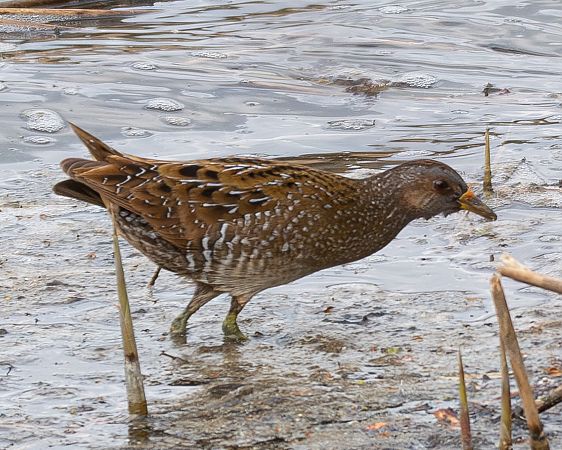Marouette ponctuée  - Philipp Schubert
