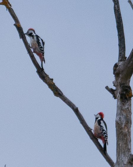 Pic mar  - Philipp Schubert