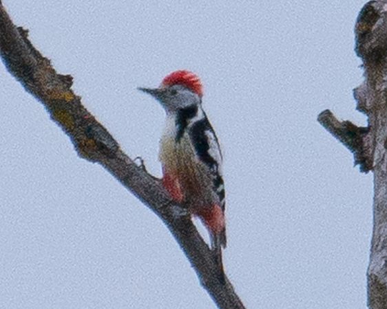 Pic mar  - Philipp Schubert