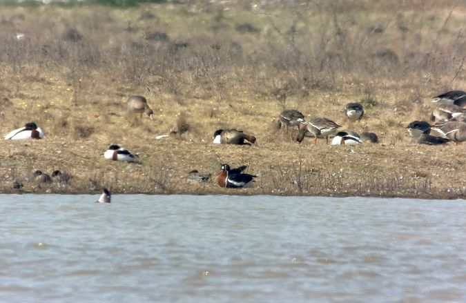 Bernache à cou roux  - Alex Lin-Moore