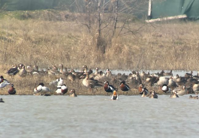 Bernache à cou roux  - Alex Lin-Moore