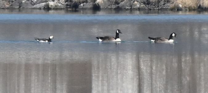 Bernache nonnette  - Ingrid Bistan