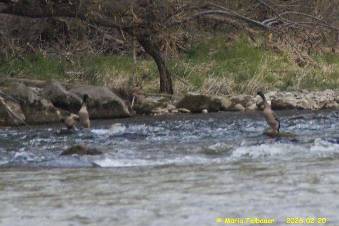 Oiseau indéterminé  - Maria Felbauer
