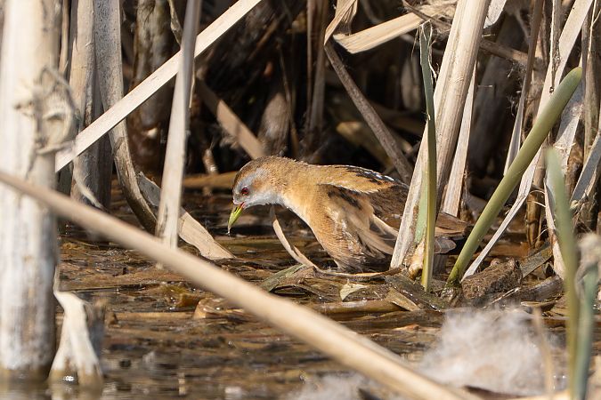 Marouette poussin  - Richard Blach