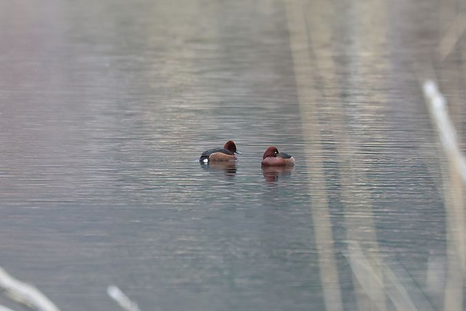 Fuligule nyroca  - Jenny Felderer