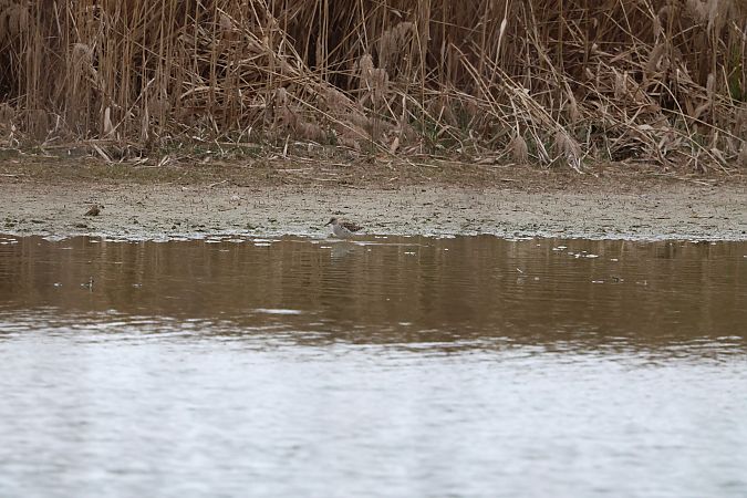 Oiseau indéterminé  - Jenny Felderer