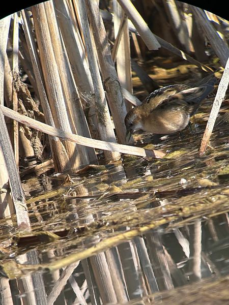 Marouette poussin  - Michaela Heinisch