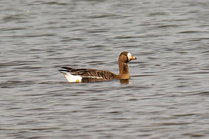 Oie rieuse  - Rita Beeler