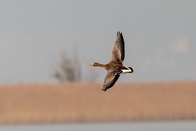 Oie rieuse  - Rita Beeler