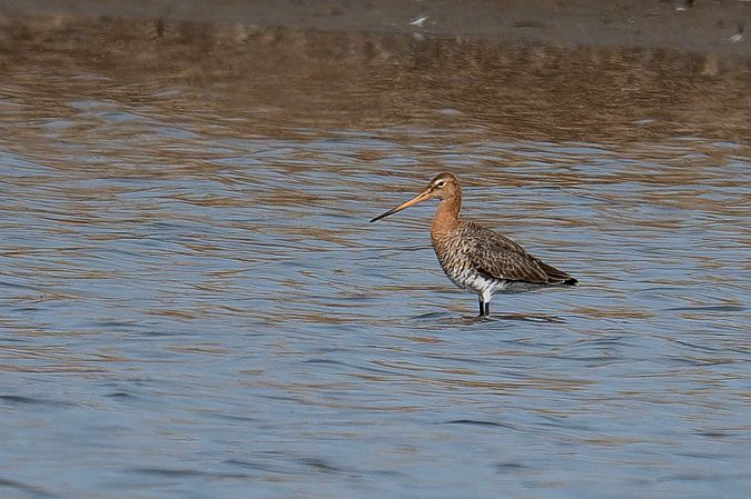 Barge à queue noire  - Rita Beeler
