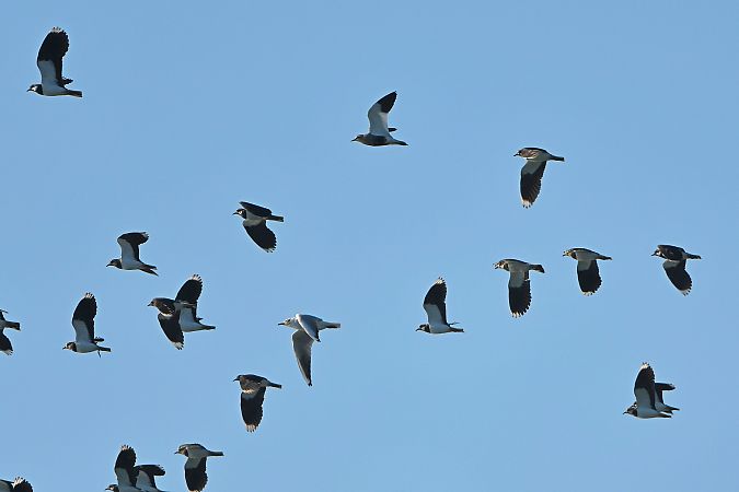 Vanneau sociable  - Linus & Maria Jerabek & Wolfgang Forstmeier