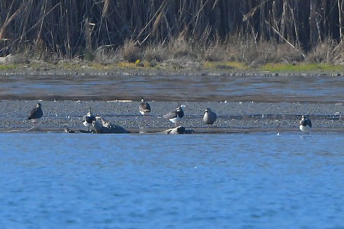 Vanneau sociable  - Linus & Maria Jerabek & Wolfgang Forstmeier