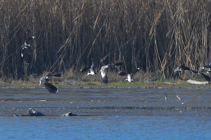 Vanneau sociable  - Linus & Maria Jerabek & Wolfgang Forstmeier