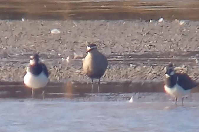 Vanneau sociable  - Linus & Maria Jerabek & Wolfgang Forstmeier