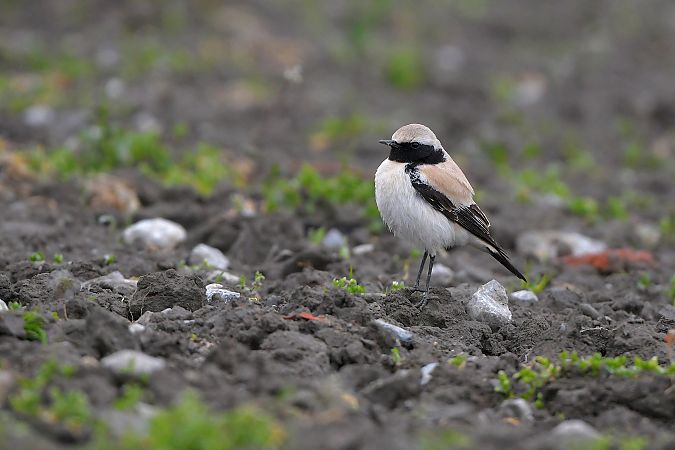 Traquet du désert  - Linus & Maria Jerabek & Wolfgang Forstmeier