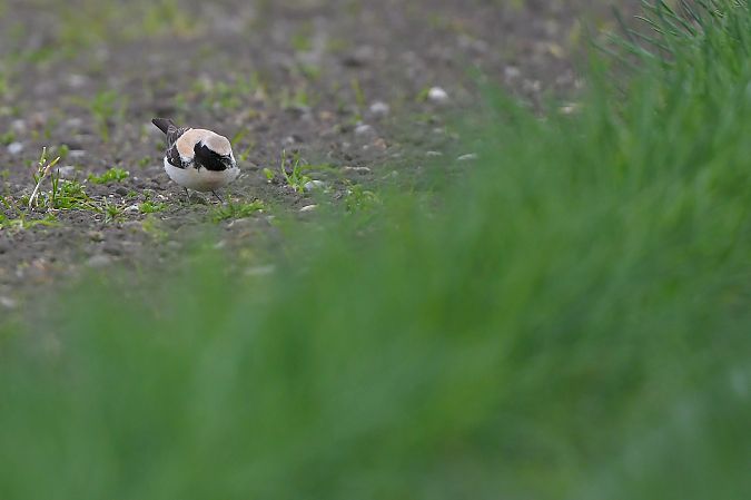 Traquet du désert  - Linus & Maria Jerabek & Wolfgang Forstmeier