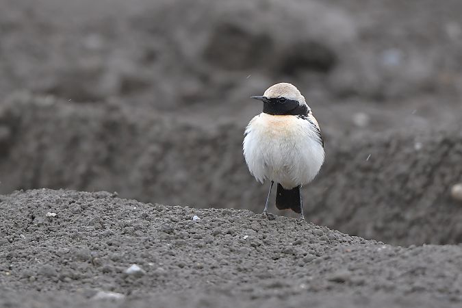 Traquet du désert  - Linus & Maria Jerabek & Wolfgang Forstmeier