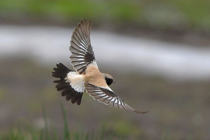Traquet du désert  - Linus & Maria Jerabek & Wolfgang Forstmeier