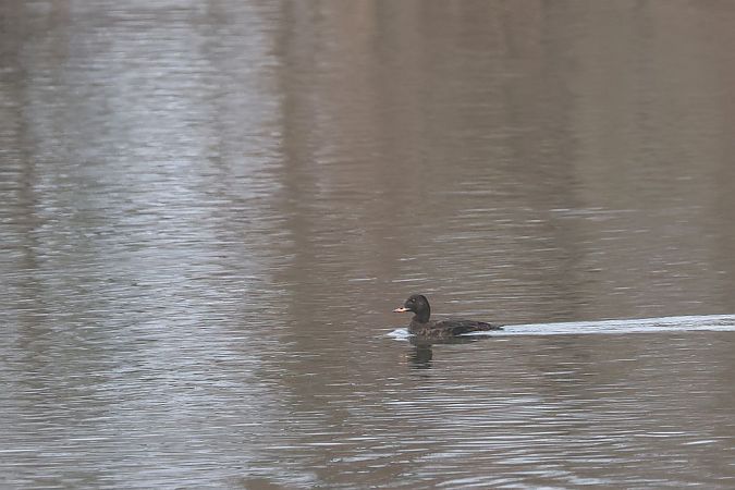 Macreuse brune  - Willibald Stani