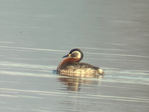 Grèbe jougris  - Christa(+thomas) Pumberger