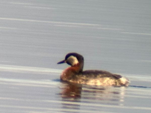 Grèbe jougris  - Christa(+thomas) Pumberger
