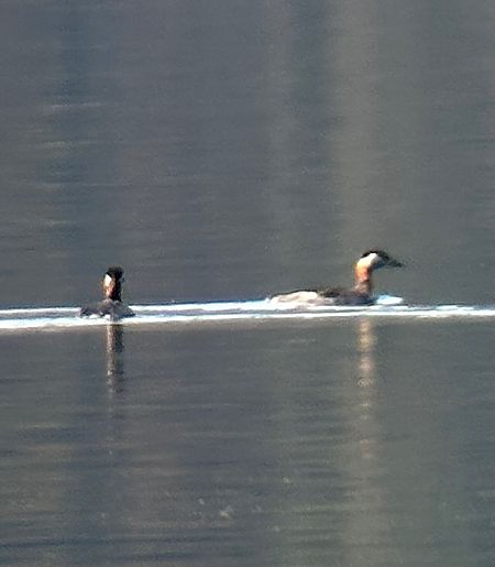 Grèbe jougris  - Christa(+thomas) Pumberger