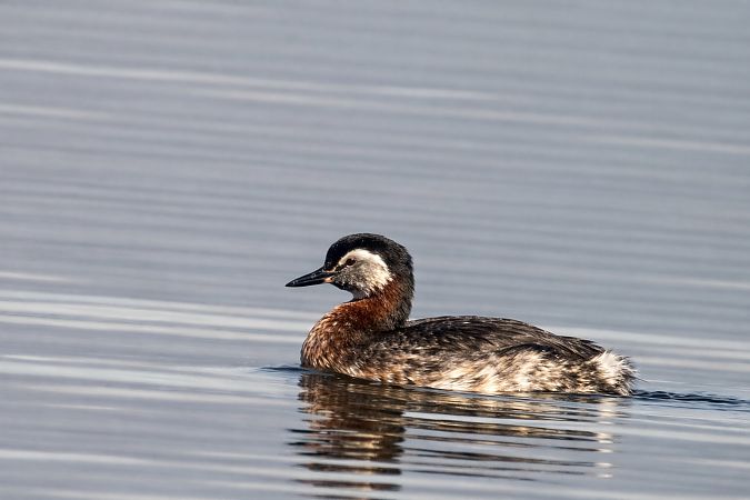 Grèbe jougris  - Christa(+thomas) Pumberger