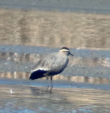 Vanneau sociable  - Christa(+thomas) Pumberger
