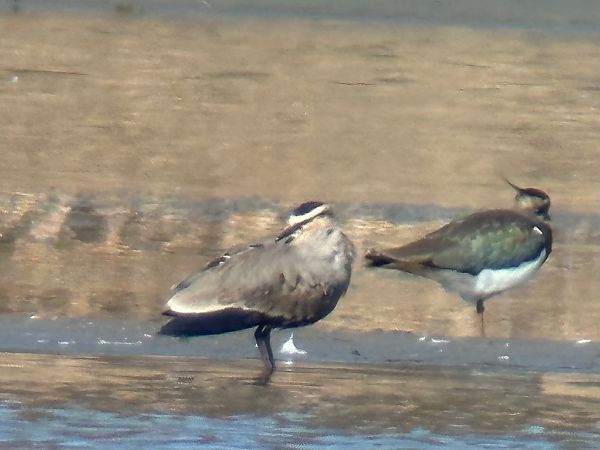 Vanneau sociable  - Christa(+thomas) Pumberger