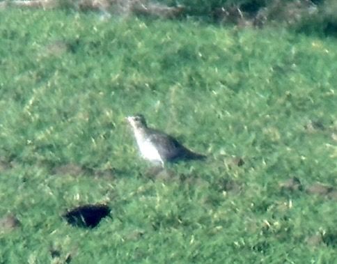 Pluvier doré  - Christa(+thomas) Pumberger