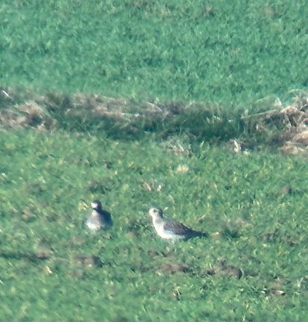 Pluvier doré  - Christa(+thomas) Pumberger