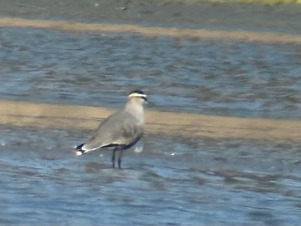 Vanneau sociable  - Christa(+thomas) Pumberger